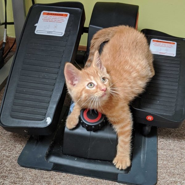 Cubii Review Must Read This Before Buying