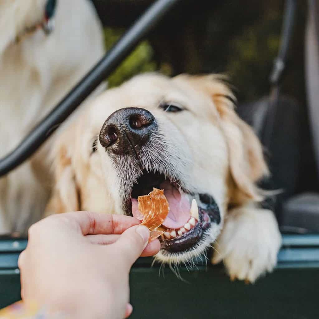 Nom Nom Pet Food Review