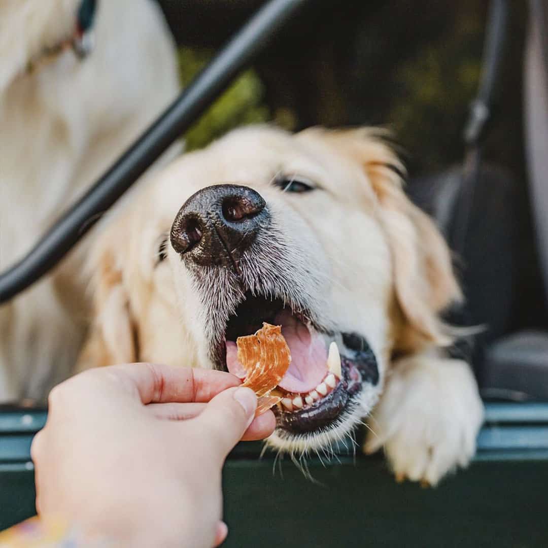 Nom Nom Pet Food Review Must Read This Before Buying