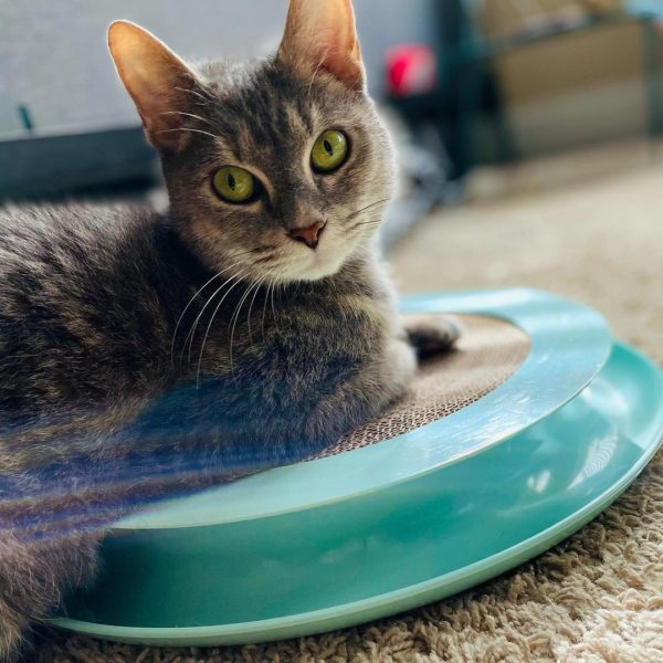 Pretty Litter Review Must Read This Before Buying