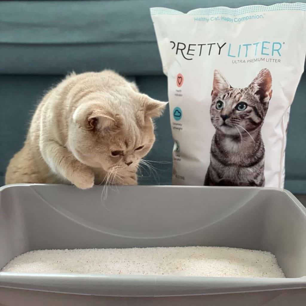 Pretty Litter Review