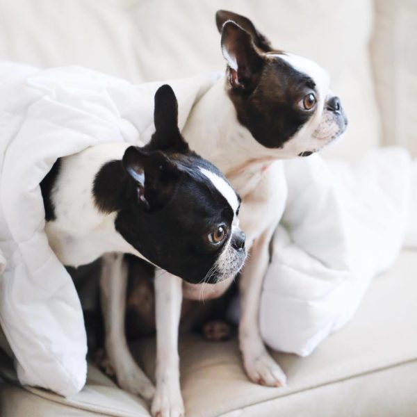 Baloo Weighted Blanket Review - Must Read This Before Buying