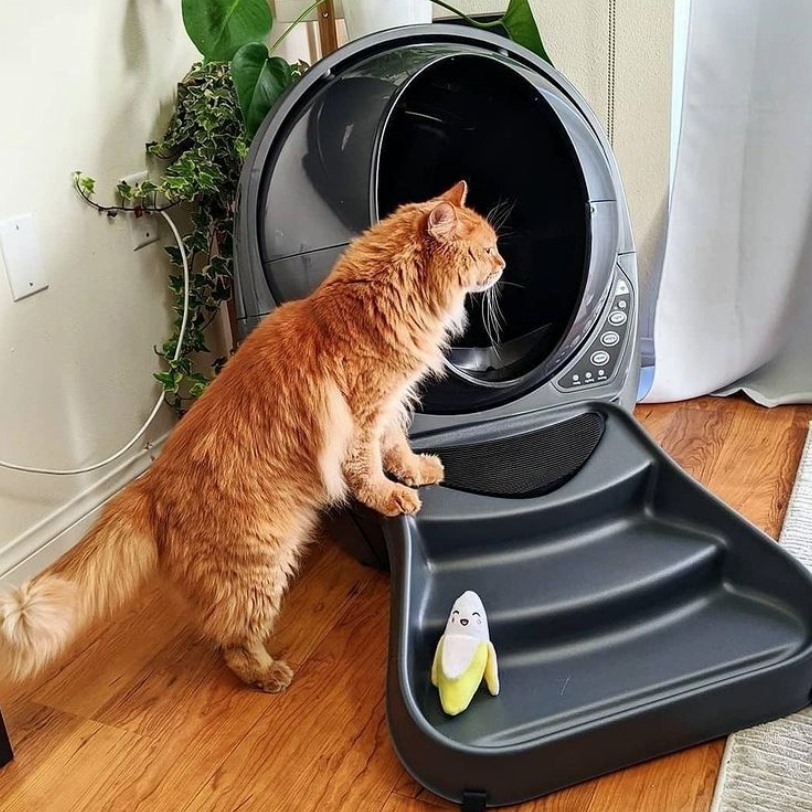 Litterbox Review
