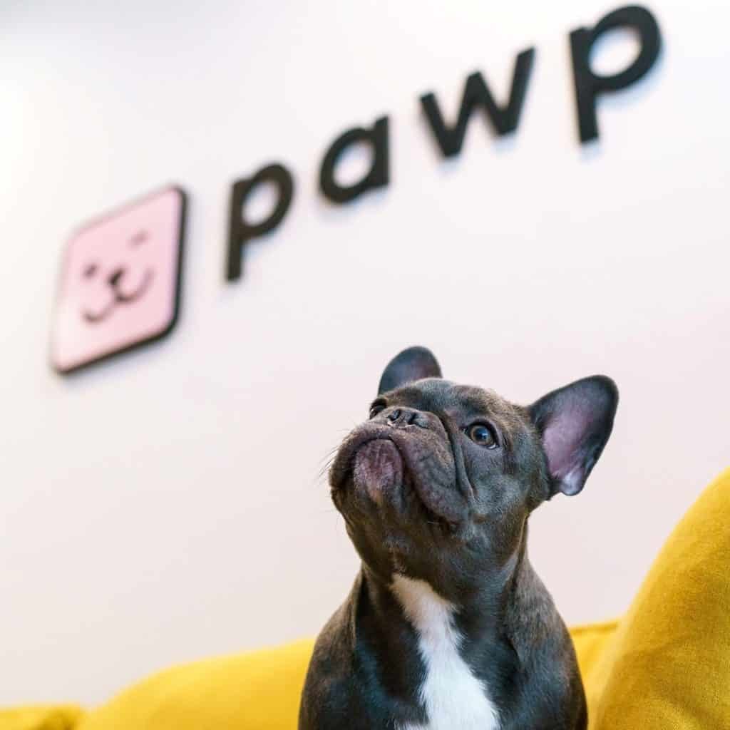 Pawp Pet Insurance Review