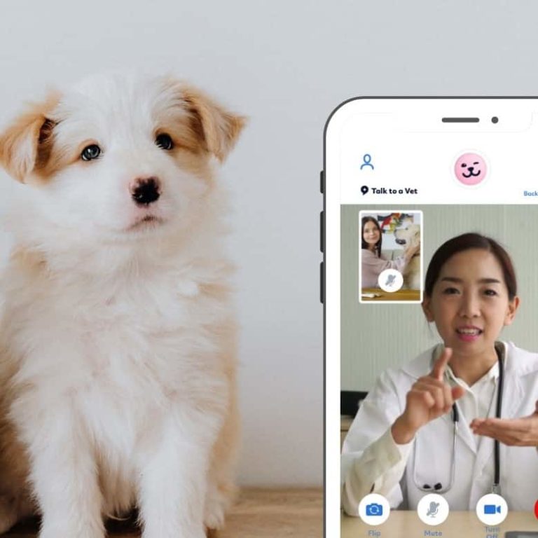 Pawp Pet Insurance Review Must Read This Before Buying