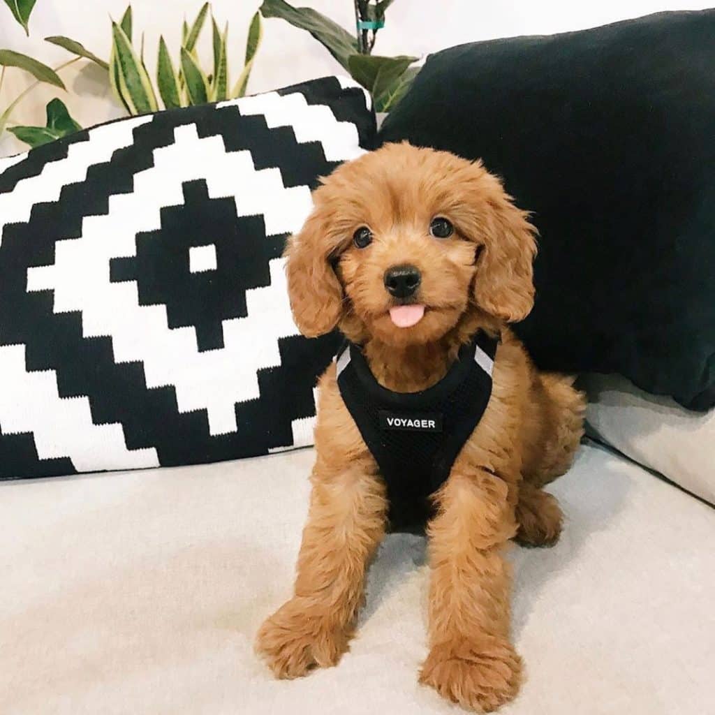 Pawp Pet Insurance Review Must Read This Before Buying