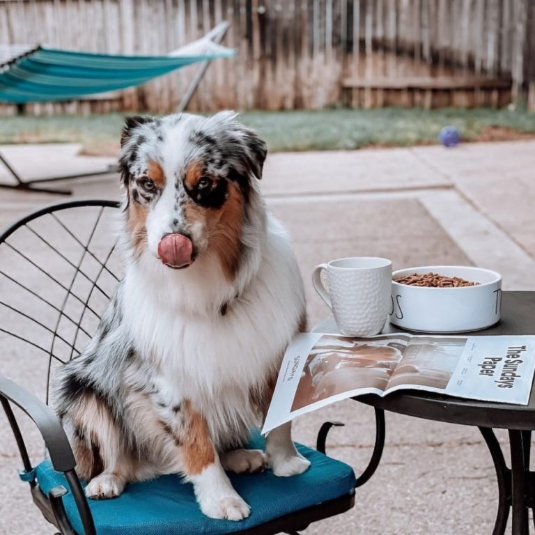 Sundays Dog Food Review Must Read This Before Buying