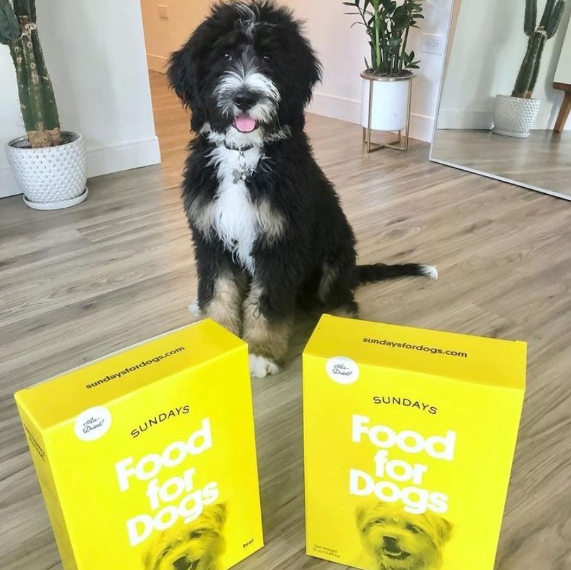 Sundays Dog Food Review