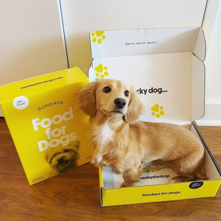 Sundays Dog Food Review Must Read This Before Buying