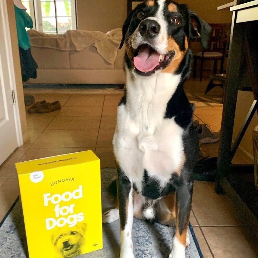Sundays Food for Dogs Review