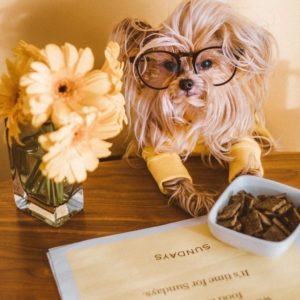 Sundays Dog Food Review - Must Read This Before Buying