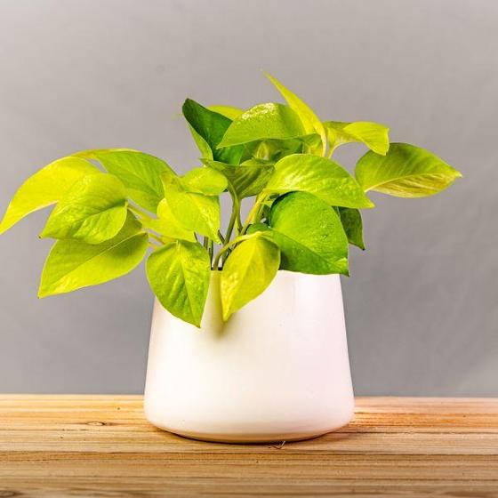 Garden Goods Direct Neon Pothos Plant Review