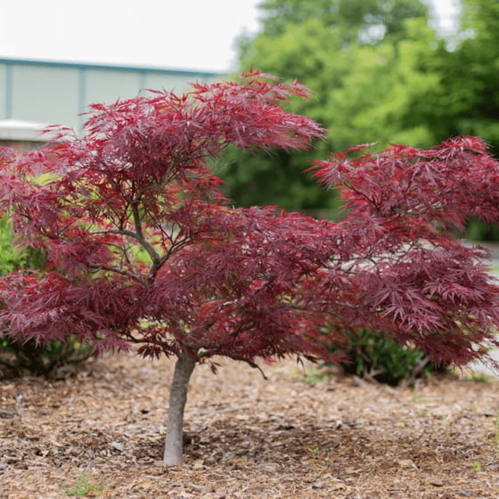 Garden Goods Direct Red Dragon Japanese Maple Review