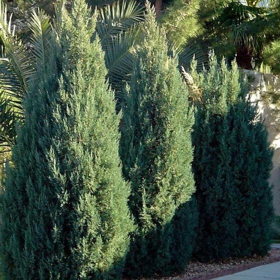 Garden Goods Direct Blue Point Juniper Trees Review