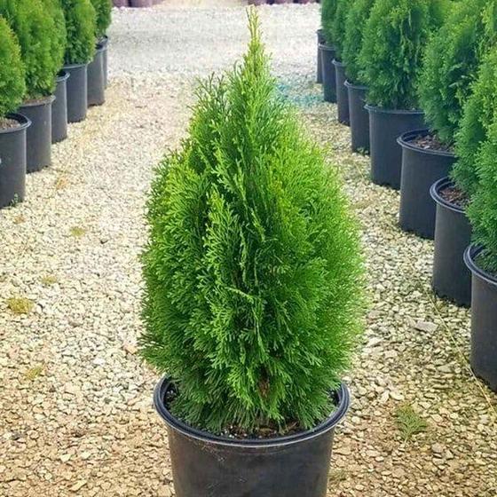 Garden Goods Direct Emerald Green Arborvitae Trees Review