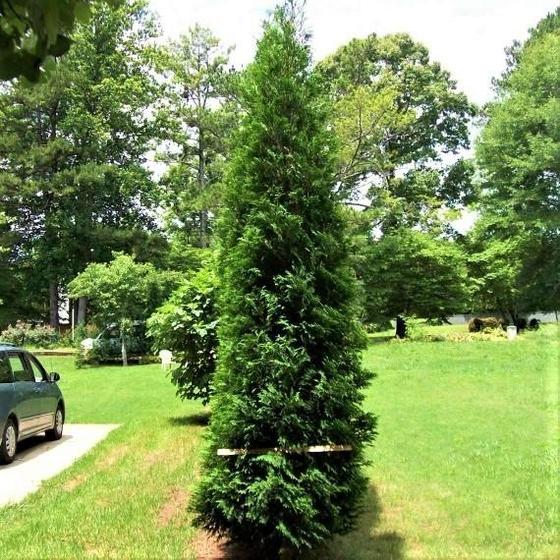 Garden Goods Direct Full Speed A Hedge American Pillar Arborvitae Trees Review
