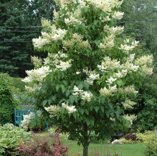 Garden Goods Direct Ivory Silk Lilac Trees Review