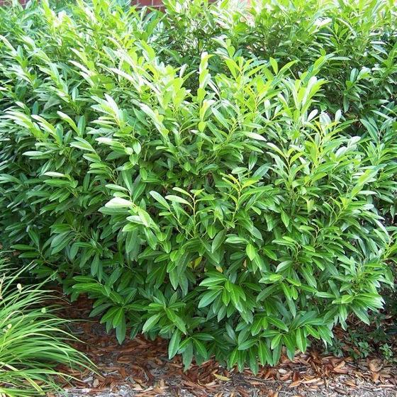 Garden Goods Direct Skip Cherry Laurel Shrubs Review