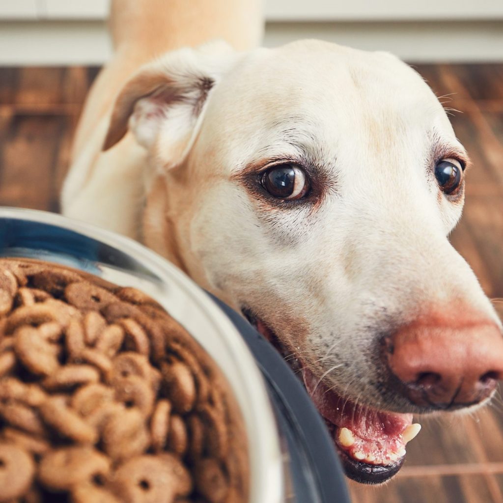 Just Right Pet Food Review