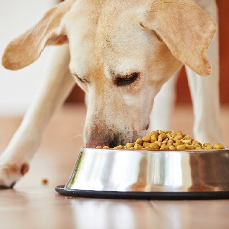 Just Right Pet Food Review Must Read This Before Buying