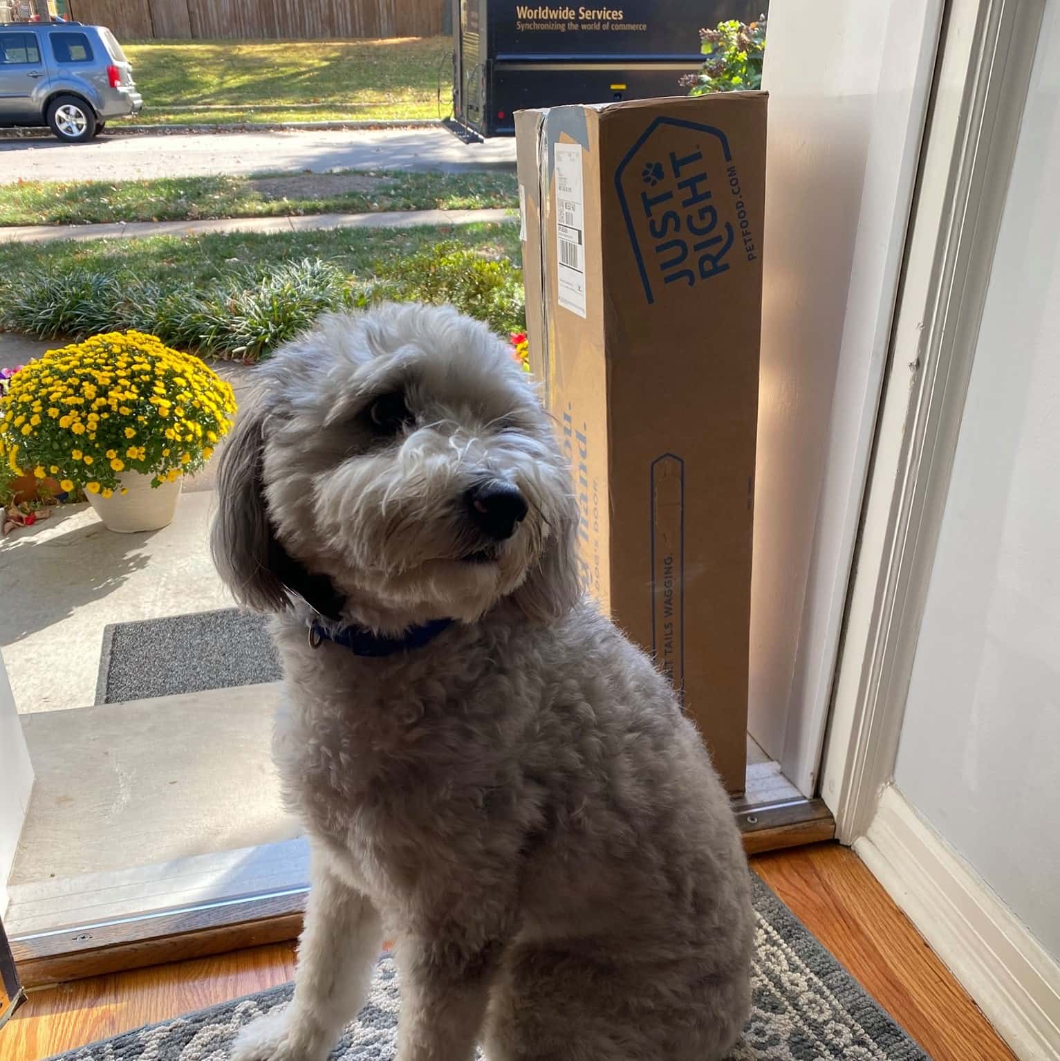 Just Right Pet Food Review Must Read This Before Buying