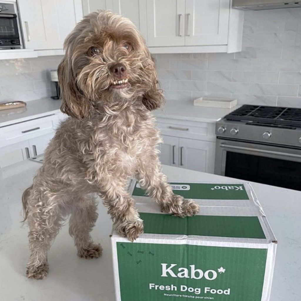 Kabo Fresh Dog Food Review