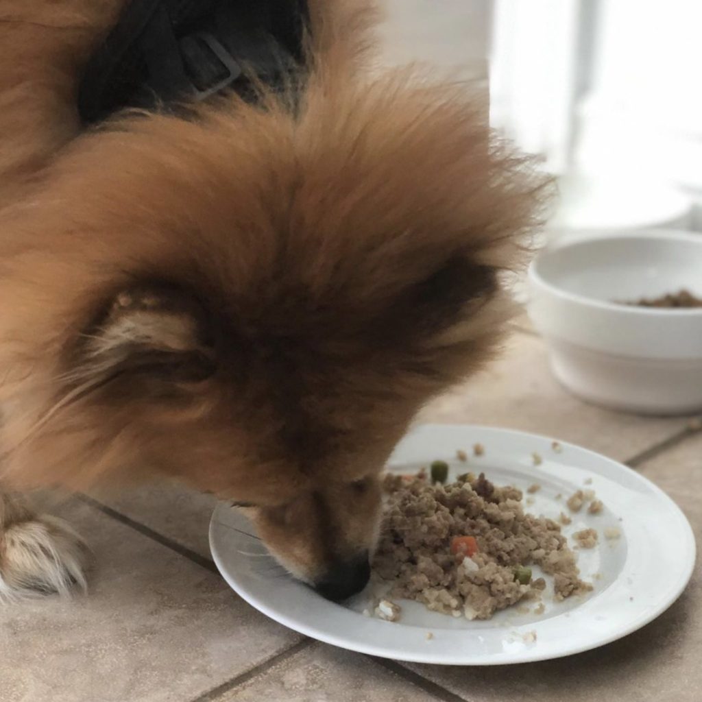 Kabo Fresh Dog Food Review