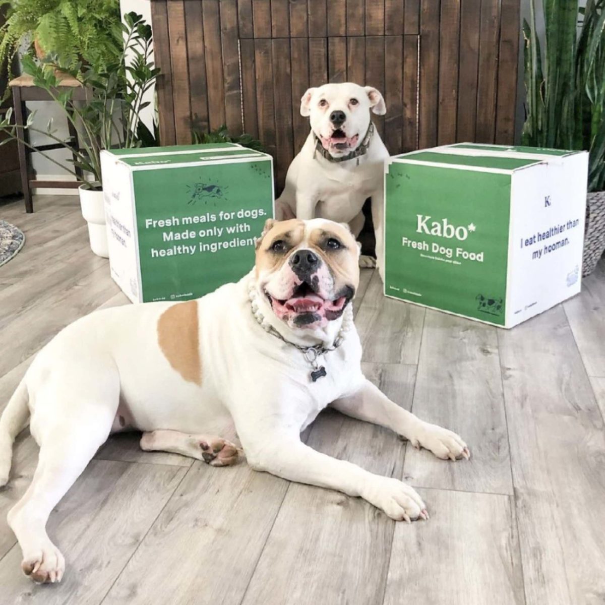 Kabo Fresh Dog Food Review Must Read This Before Buying