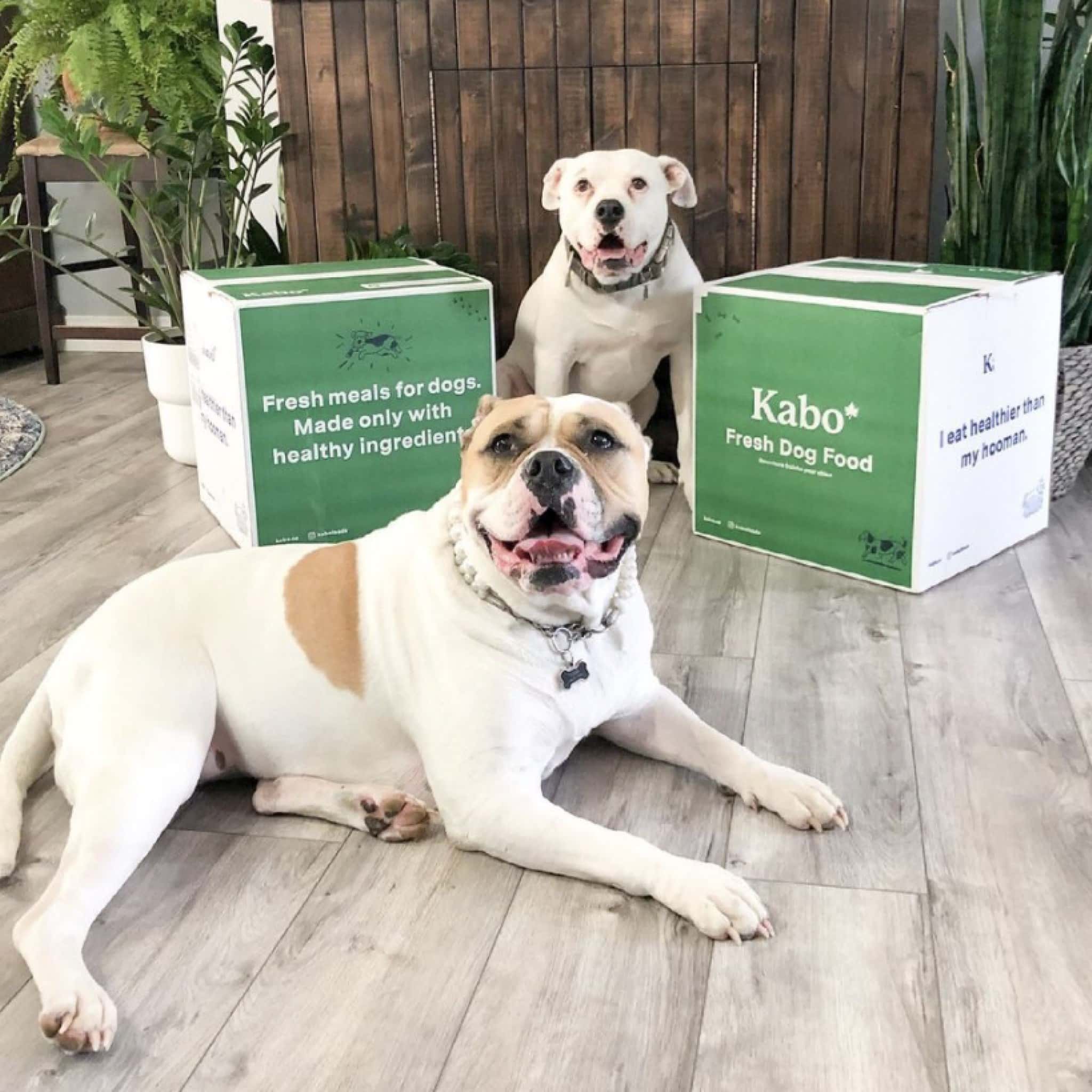 Kabo Fresh Dog Food Review Must Read This Before Buying