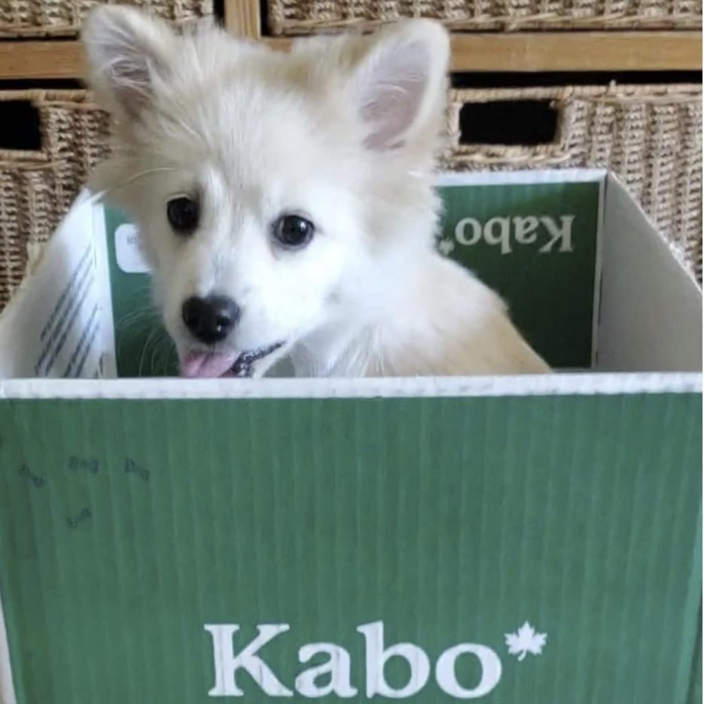 Kabo Fresh Dog Food Review