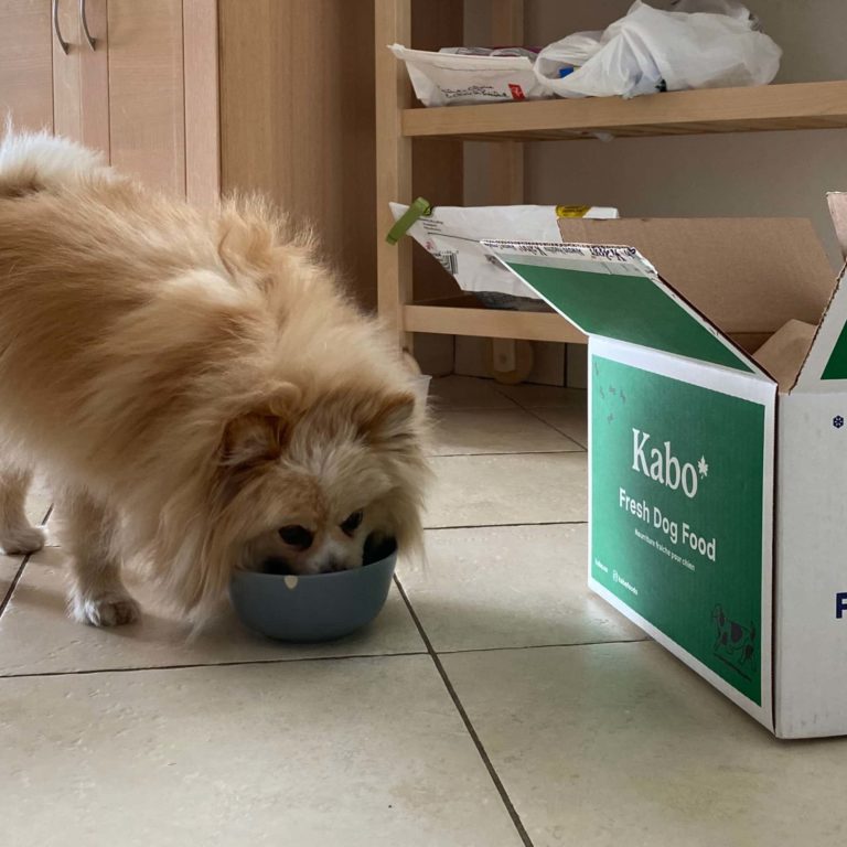 Kabo Fresh Dog Food Review Must Read This Before Buying