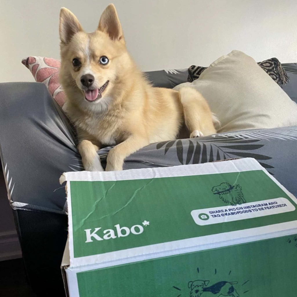 Kabo Fresh Dog Food Review