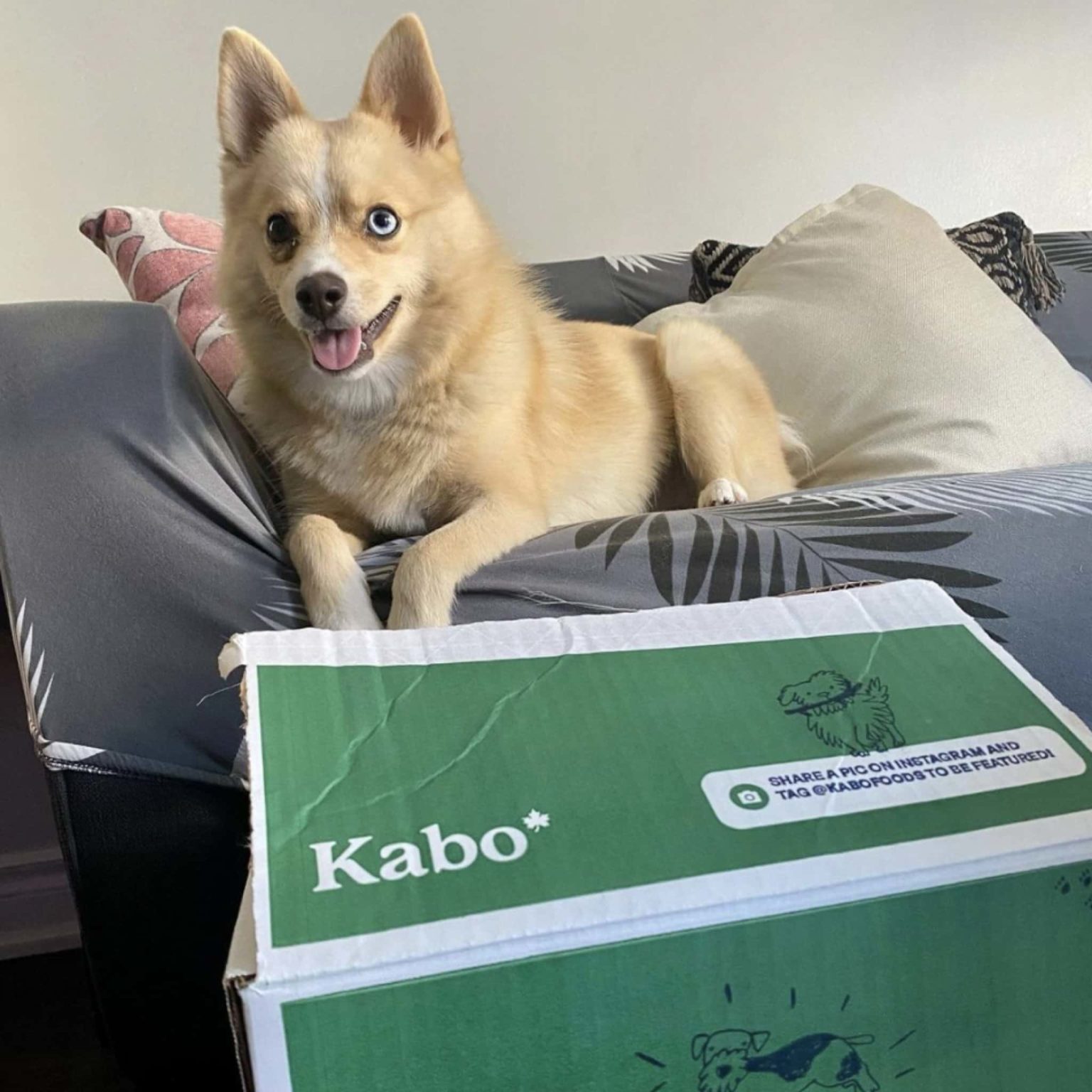 Kabo Fresh Dog Food Review Must Read This Before Buying