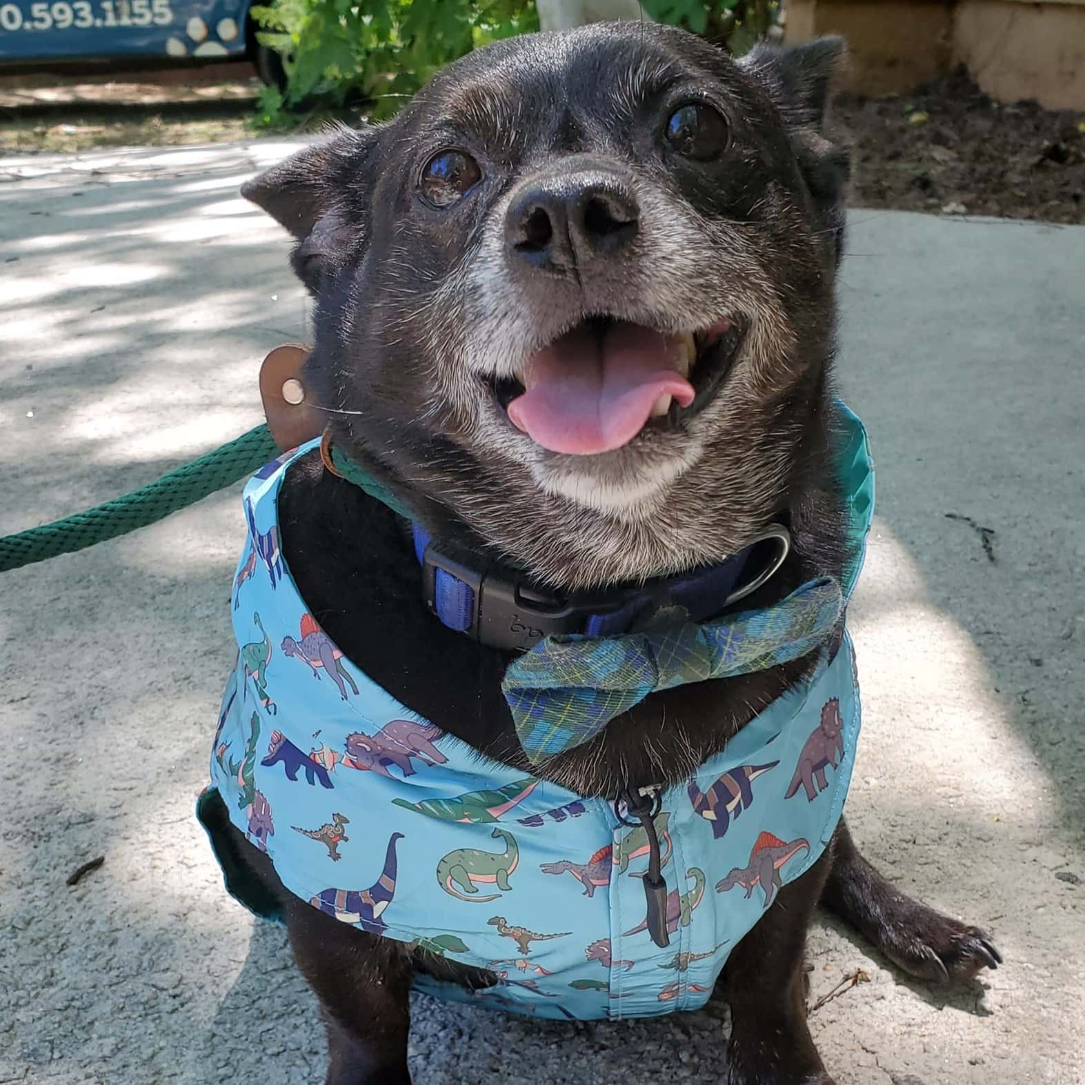 Lucy and Co. Review Must Read This Before Buying