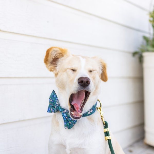 The Foggy Dog Review - Must Read This Before Buying