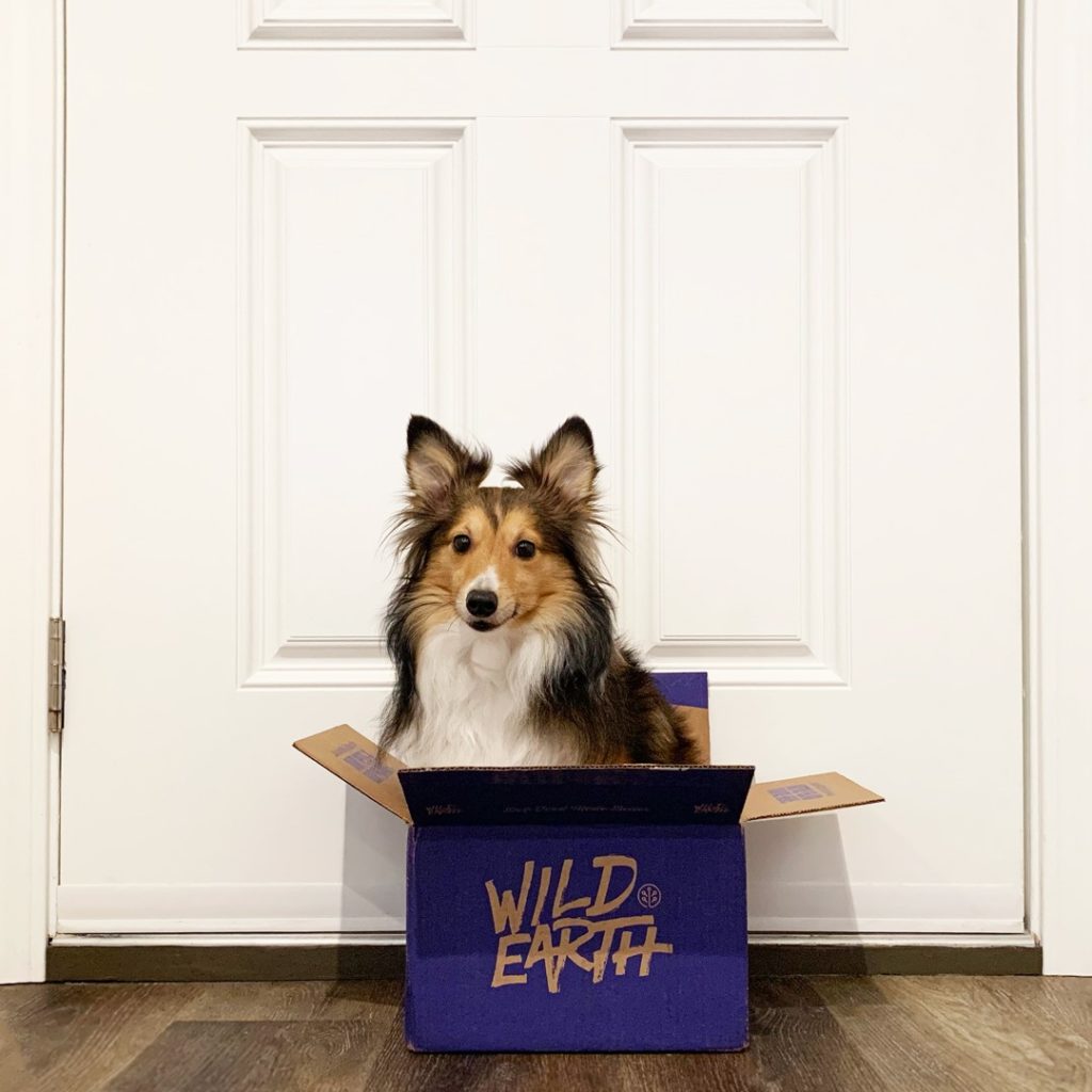 Wild Earth Dog Food Review