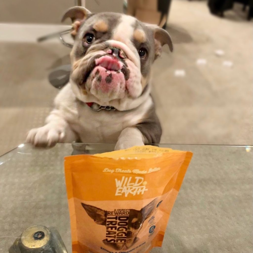 Wild Earth Dog Food Review