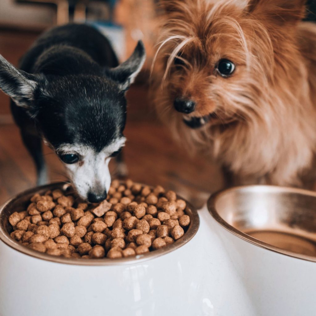 Wild Earth Dog Food Review