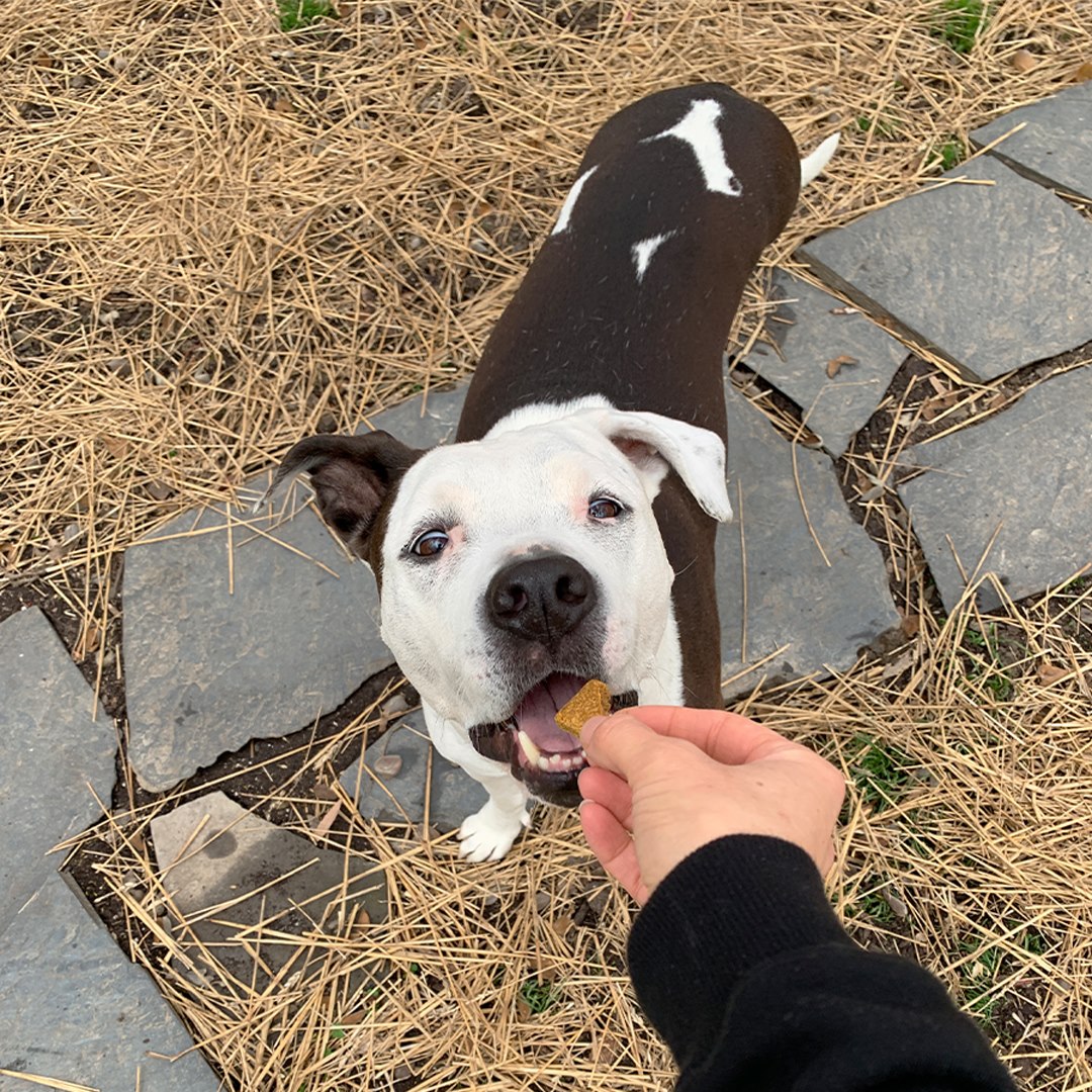 Wild Earth Dog Food Review Must Read This Before Buying