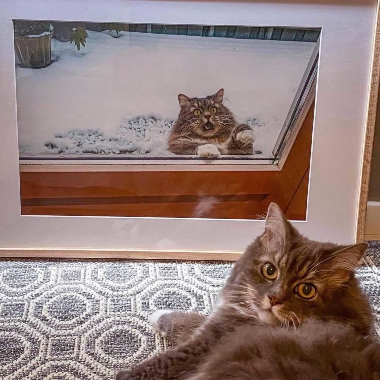 Cuddle Clones Review Must Read This Before Buying