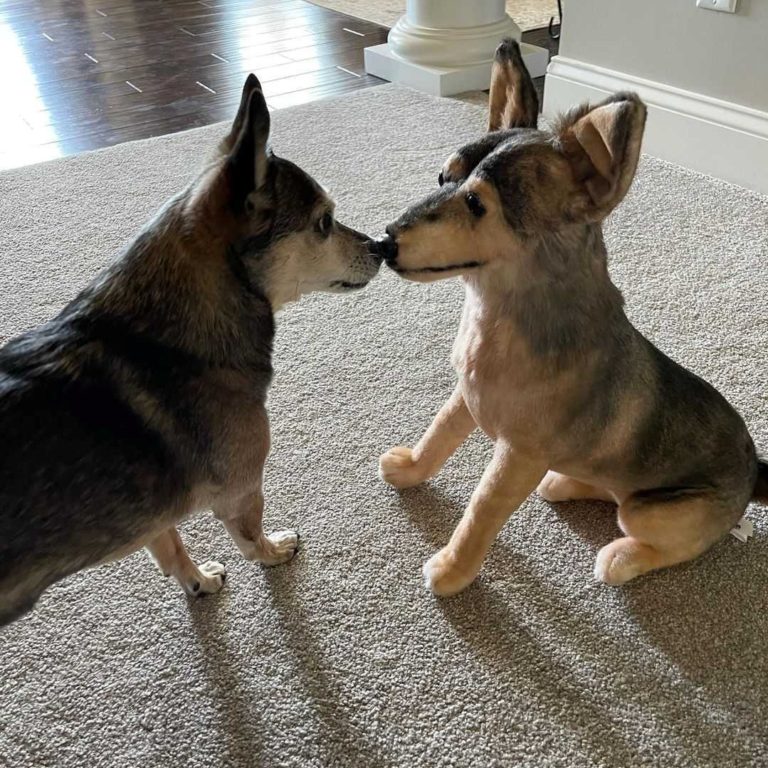 Cuddle Clones Review Must Read This Before Buying