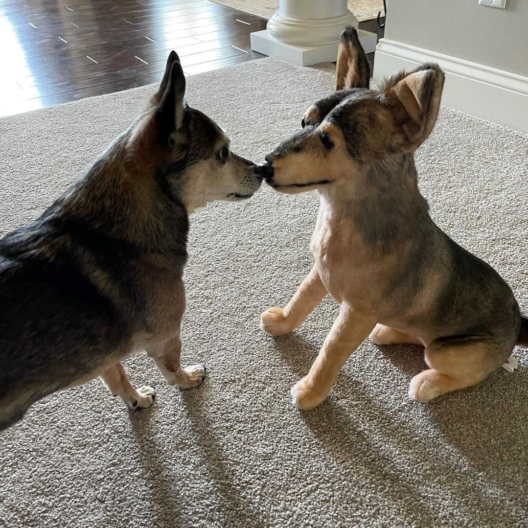 Cuddle Clones Review Must Read This Before Buying