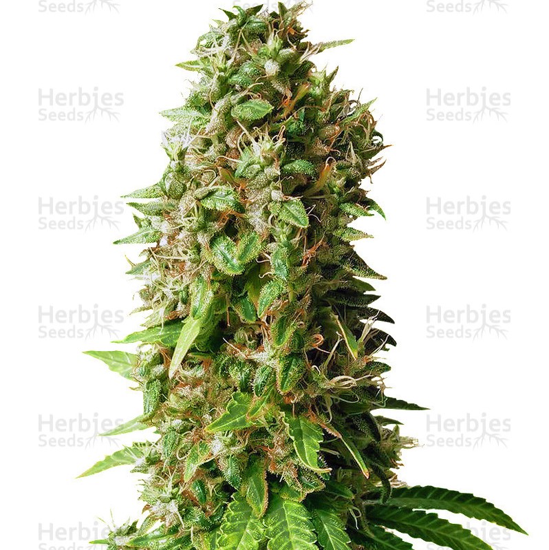 Herbies Seeds Princess Haze Regular Review