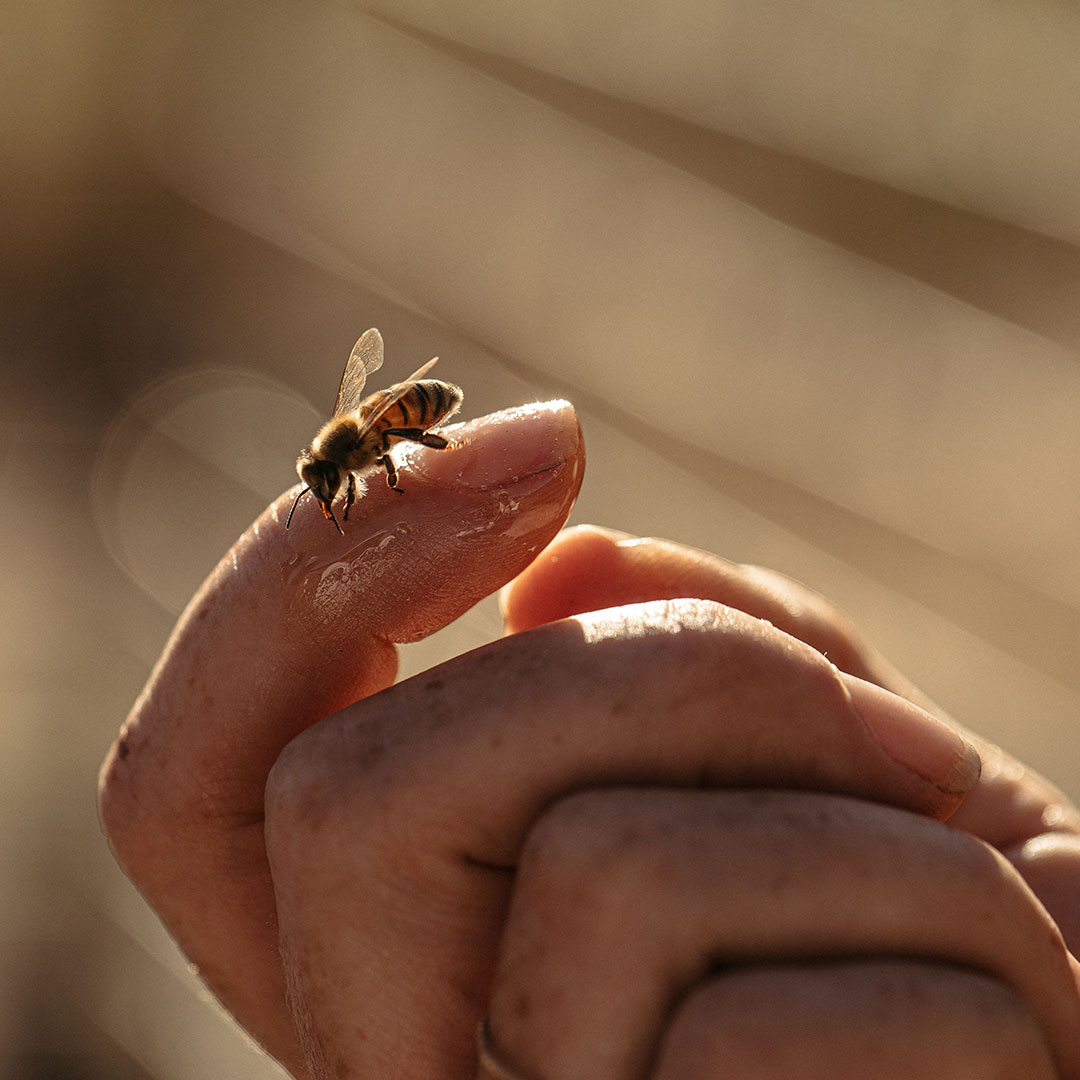 Honey Stinger Review Must Read This Before Buying