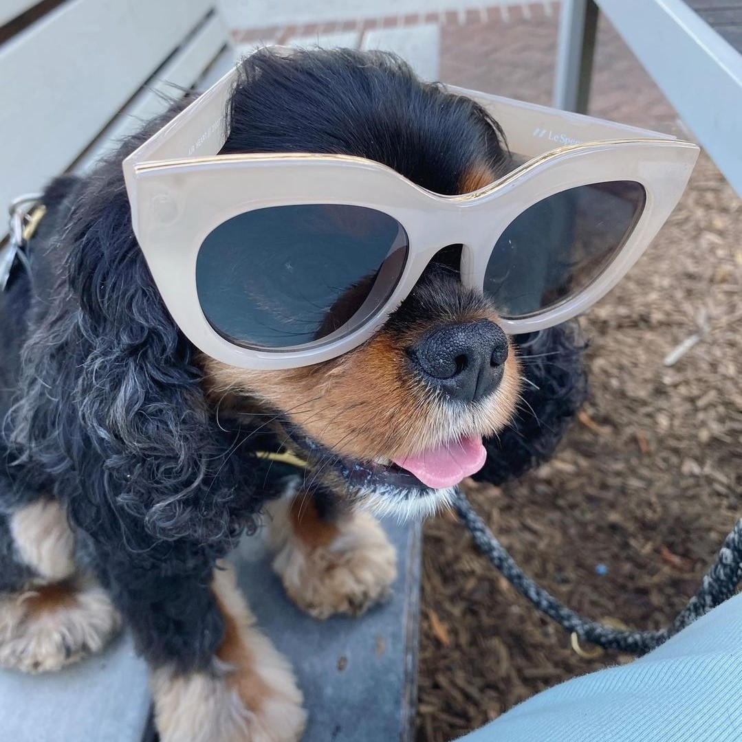 Le Specs Sunglasses Review Must Read This Before Buying