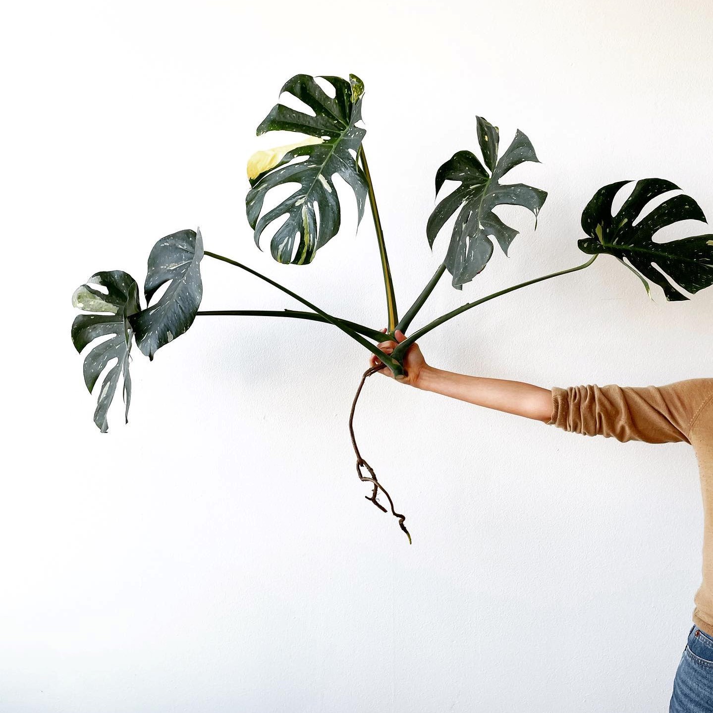 Léon and Review Must Read This Before Buying