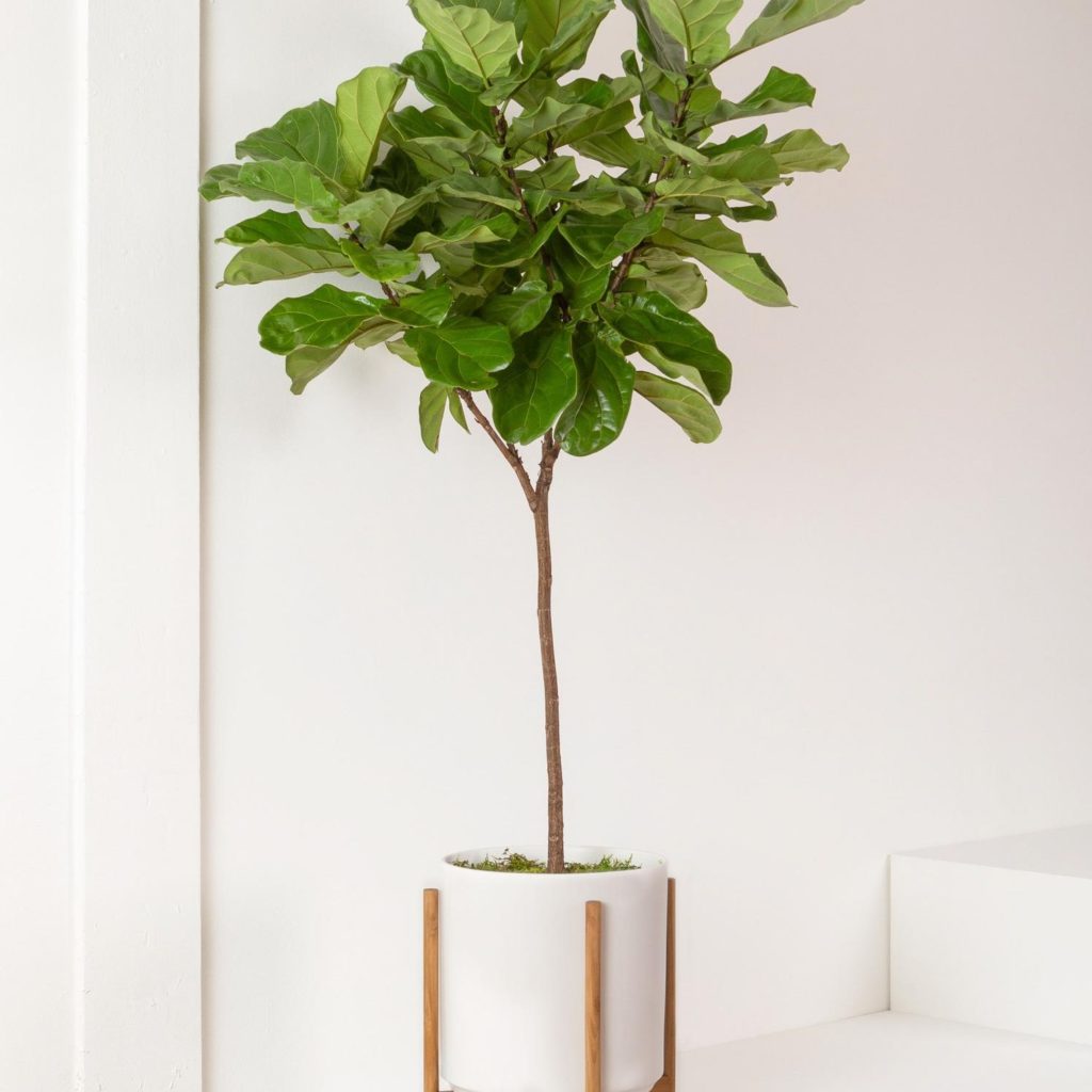 Léon and George Fiddle Leaf Fig Tree Review