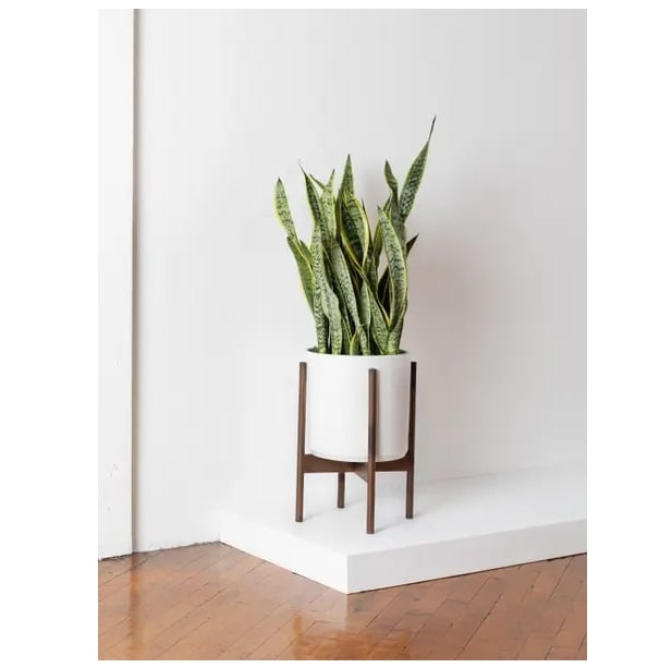 Léon and George Review 5 Léon and George Snake Plant Laurantii Review