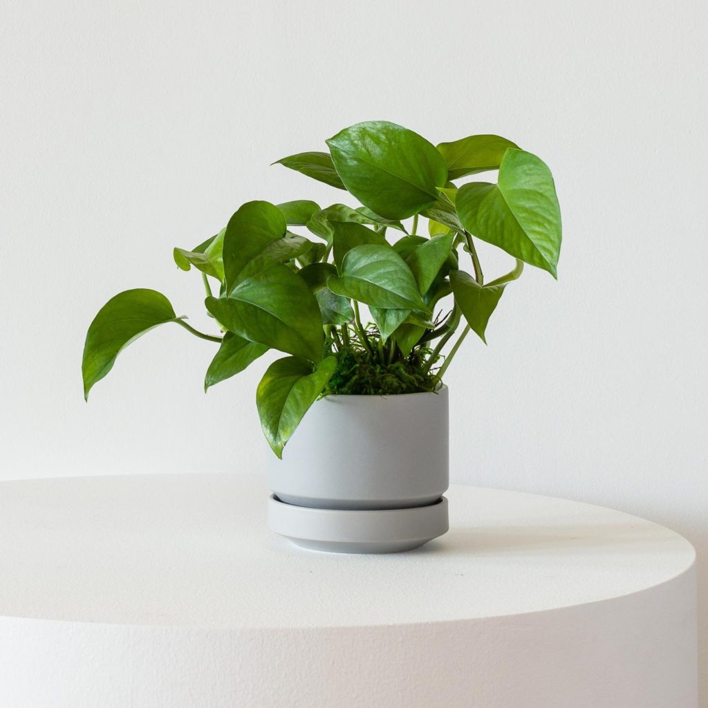 Léon and George Review 6 Léon and George Jade Pothos Review