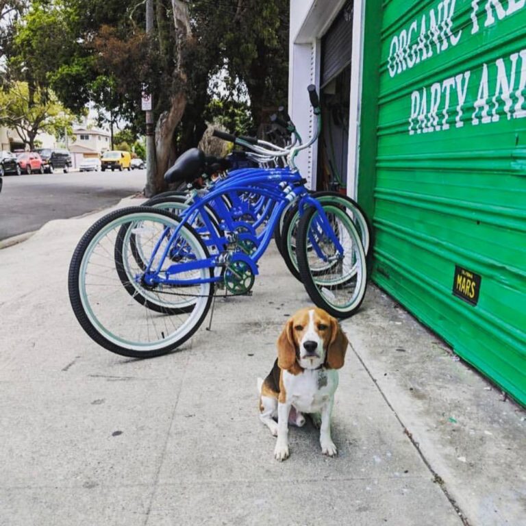 Sole Bicycles Review Must Read This Before Buying